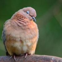 Laughing dove