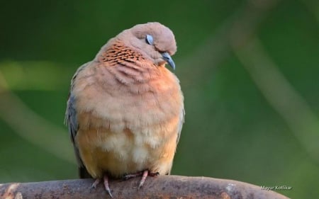 Laughing dove - abstract, birds, photography, dove, wilderness, HD, wild animals, sweet, sleep, nature, cute, animals, wildlife, wild, wallpaper