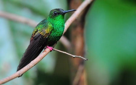 Humming-bird - bird, humming-bird, branch, colibri, green, pasare