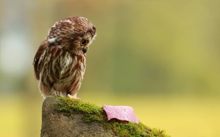 Little owl - bird, small, feather, pink, owl, autumn, cute, little, leaf