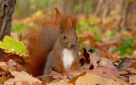 Squirrel - tail, autumn, squirrel, fluffy, red, animal, leaf, cute