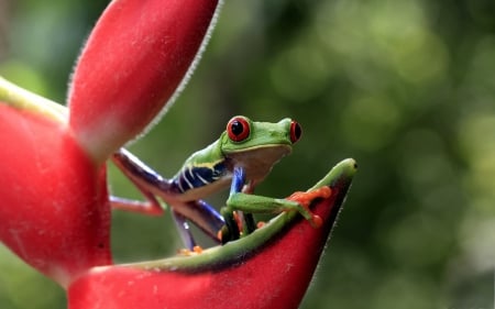 Frog - broscuta, frog, broasca, colorful, red, animal, green, cute, flower