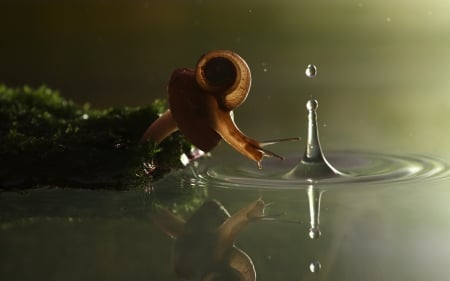 Snail - drop, close-up, water, macro, cute, snail