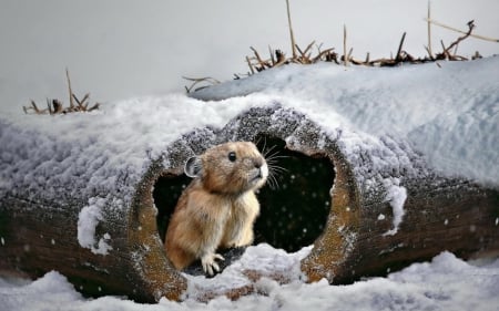 Cold morning - white, animal, winter, cute, mouse, wood, snow