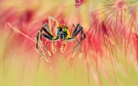 Spider - flower, pink, spider, insect, green