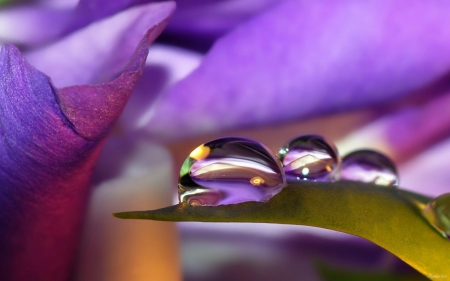 Water drops - purple, flower, petals, water drops