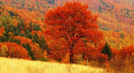 Colorful Autumn - season, fall, trees, leaves, field, colors