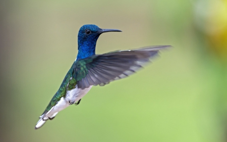 Humming-bird - bird, humming-bird, blue, green, wings, flying, cute, feather