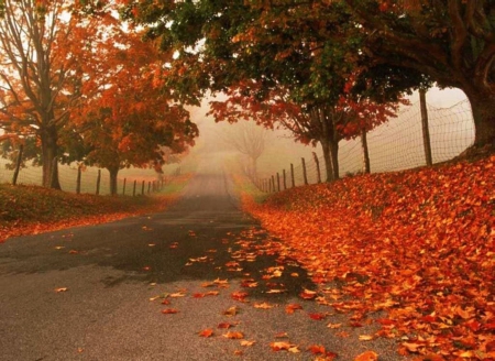 Country Road - fall, leaves, trees, mist, colors, autumn