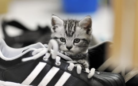 Miss you! - mood, animal, shoe, kitten, cat