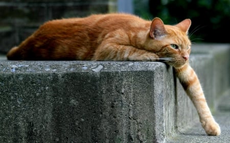 Bored - mood, animal, ginger, paw, bored, cat