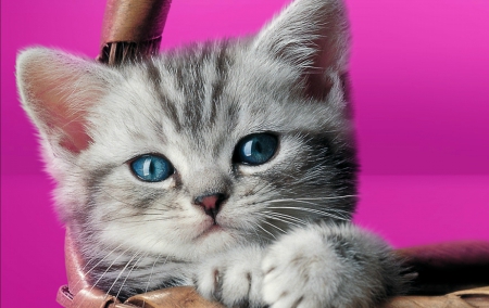 Kitten - whiskas, cat, pink, blue eyes, animal, basket, kitten