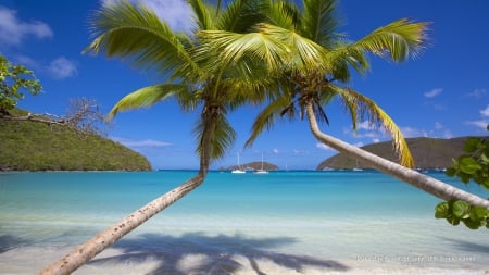 Tropical Beach and Palms - nature, oceans, beaches, palm trees