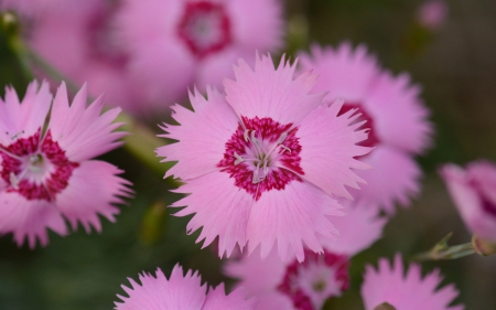 Indian carnation - indian, carnation, flower, pink