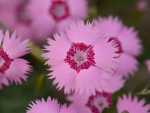 Indian carnation