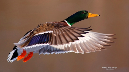 Flying Mallard - ducks, animals, flying mallard, mallard