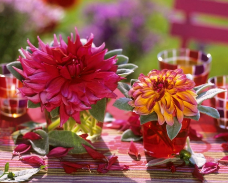 Dahlias in Glasses