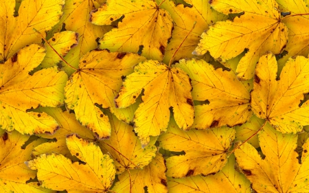 Autumn leaves - fall, frunze, toamna, yellow, autumn, leaf, texture