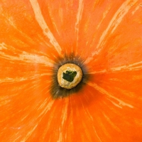 Pumpkin texture