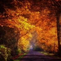 Autumn Road