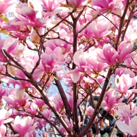 Magnolia Tree