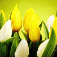 Yellow and White Tulips