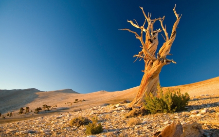 Lone Tree - sky, tree, desert, sand