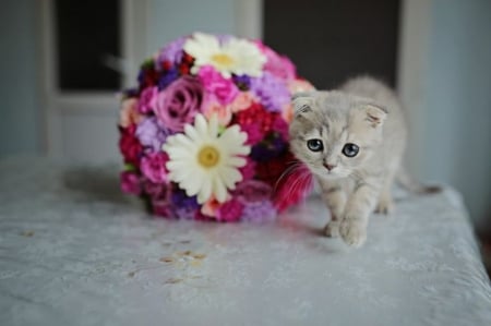 Sweet Cute Cat - bouquet, cute, cat, sweetness