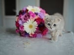 Sweet Cute Cat