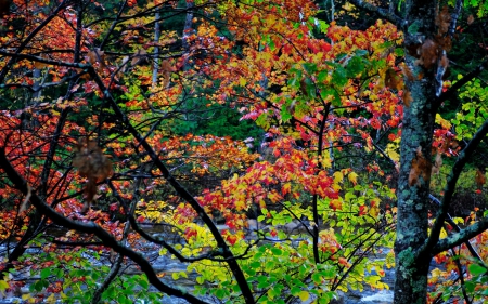 AUTUMN TREES - nature, autumn, trees, forest, red