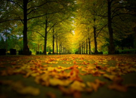 Autumn - trees, road, colors, forest, walk, leaves, fall, path, colorful, nature, autumn, autumn splendor, park