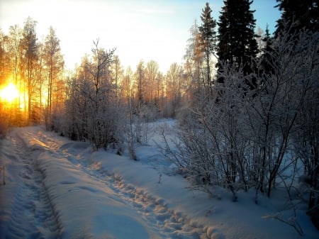 Winter Sunset - nice, sky, winter, sunset, path, road, nature, white, cool, forest, winter time, snow, beautiful