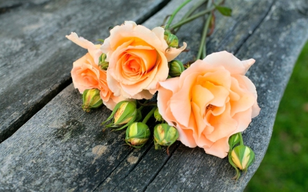 For Liesl - orange, gift, rose, friend