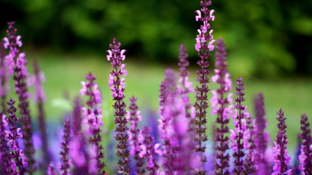 Purple Flowers - flowers, purple, wild, nature