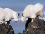 Mountain Goats