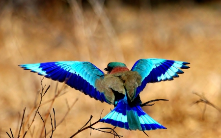 Lilac-Breasted Roller - bird, blue bird, birds, lilac-breasted roller