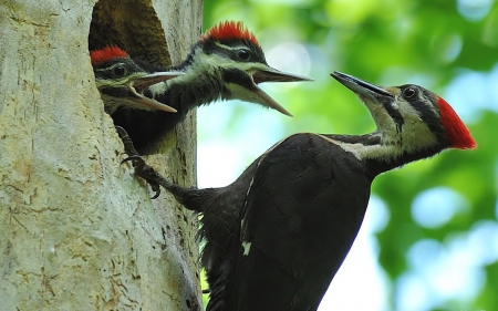 Pileated Woodpecker and Her Babies - bird, birds, woodpeckers, tree