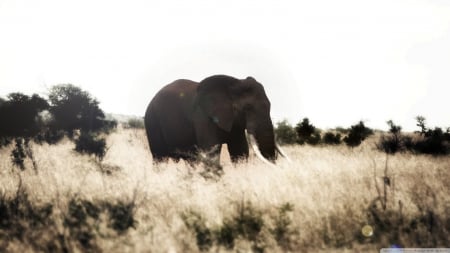 elephant - elephant, savannah, landscape, africa