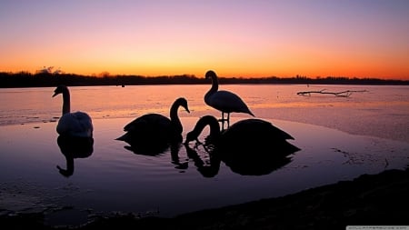 swan lake - silhouette, lake, swan, sunset