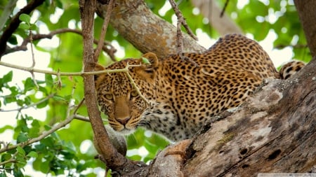 leopard in the wild - tree, leopard, cat, branch