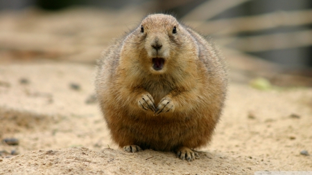 prairie dog - prairie, cute, rodent, dog