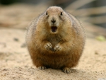 prairie dog