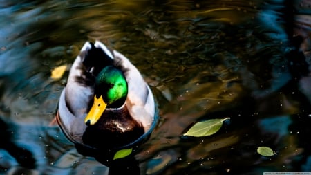 wild duck - water, duck, bird, wild