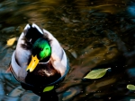 wild duck