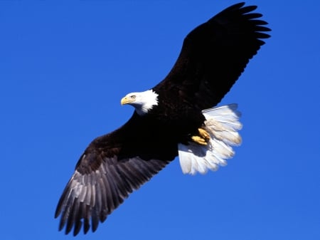 soaring liberty - bird, liberty, eagle, bald