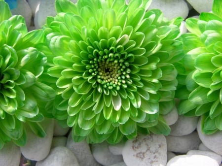 Flowers - flowers, white, nature, green, dahlia