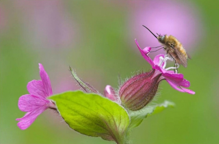 Bee on Purple Flowers - animal, purple, bee, flowers