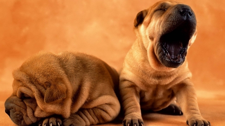 yaawwwnnnn - mouth, pug, tired, dog