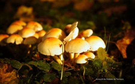 Seasons - abstract, close-up, summer, photography, HD, grass, forest, fall, autumn, macro, mushrooms, seasons, wallpaper