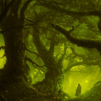 Dark Fantasy Forest